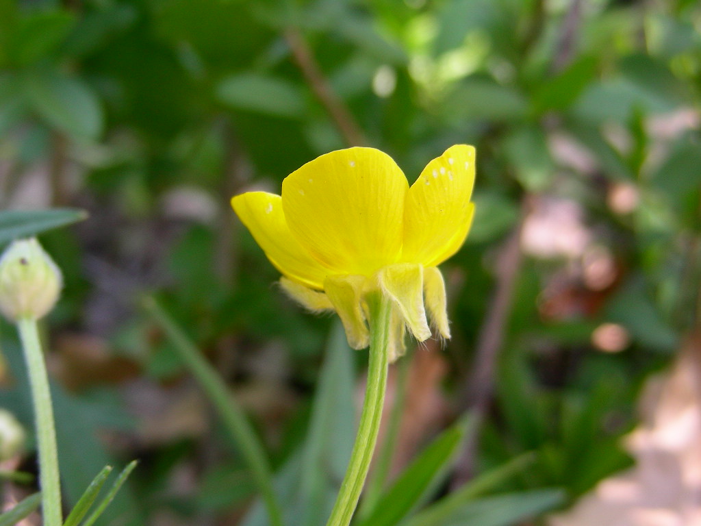 Ranunculus ....